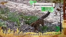 cctv动物秘境之眼